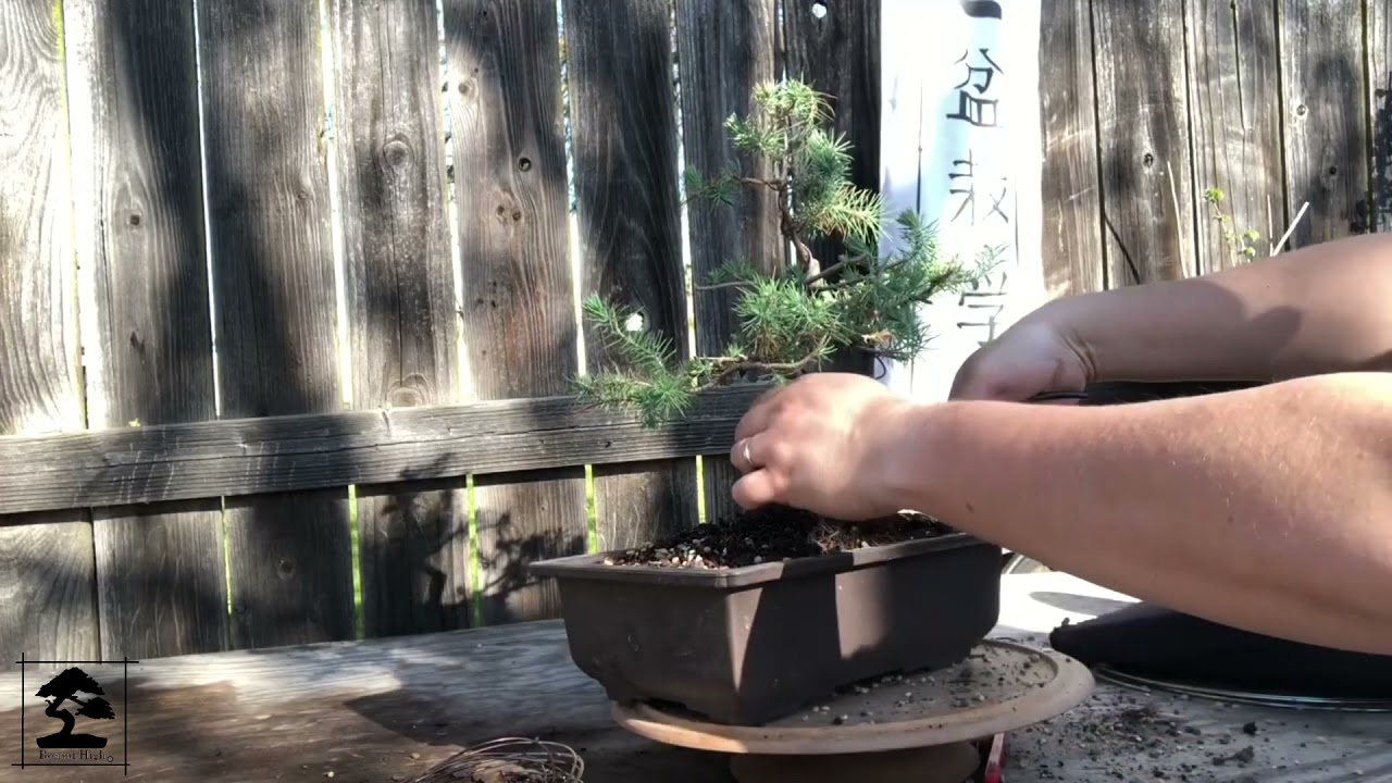 Repotting a Spruce Bonsai