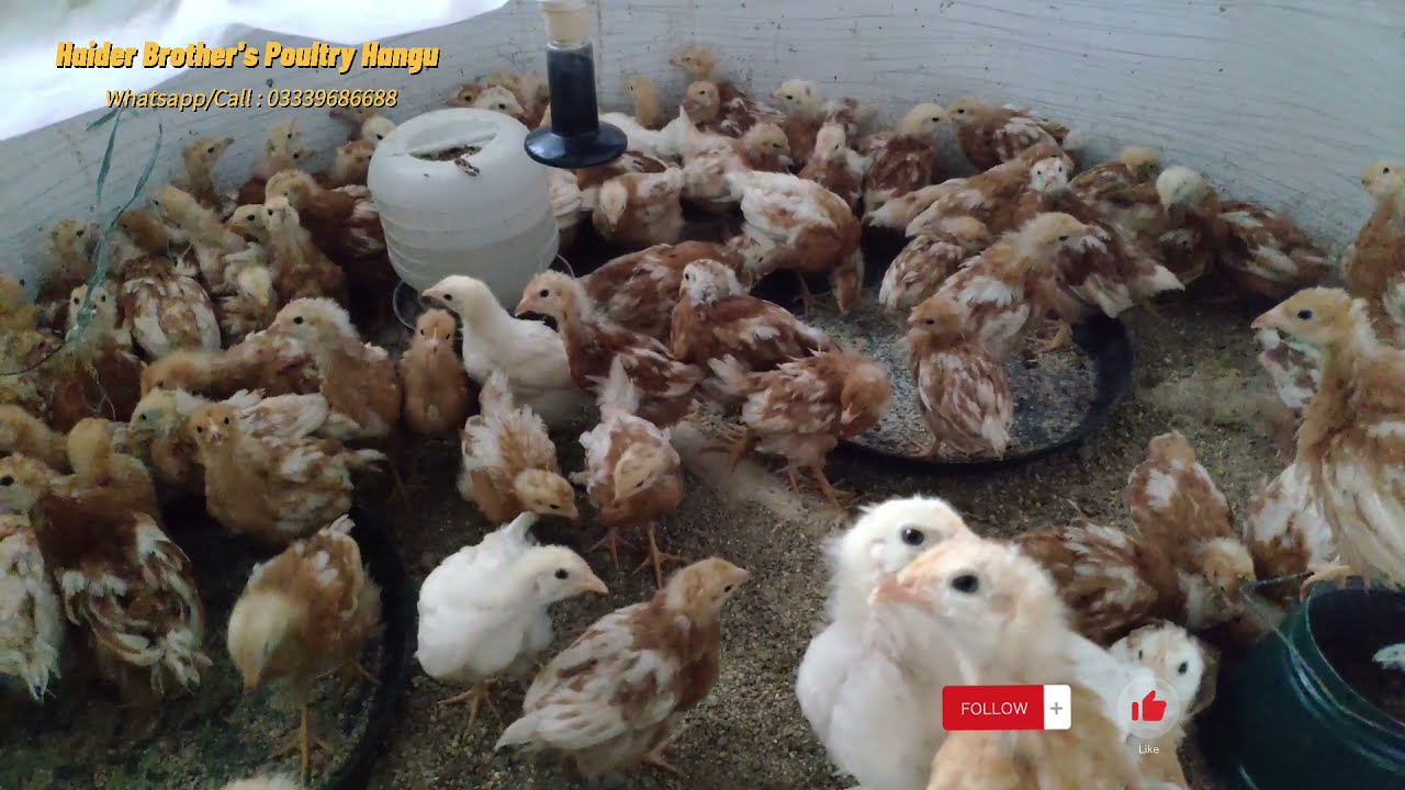 Lohman Brown White tail chicks of one and half month | HB Poultry Hangu | 03339686688