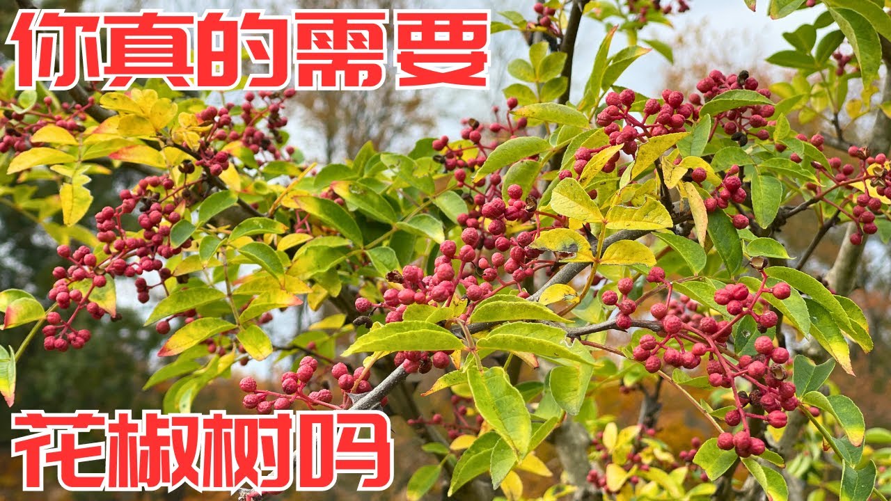 种花椒树前想一想，你真的需要吗，我的种植经验和感受 #花椒树种植 #花椒树修剪 #花椒收获