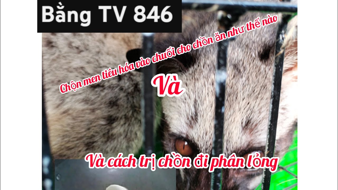 nuôi chồn hương/chồn men tiêu hóa cho chồn ăn như thế nào và cách  trị chồn đi phân lỏng/bằng TV 846