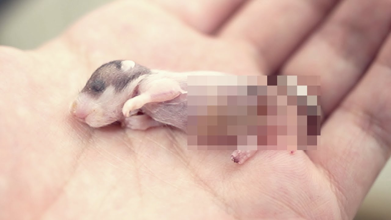 ハムスターの赤ちゃんが1匹亡くなりました