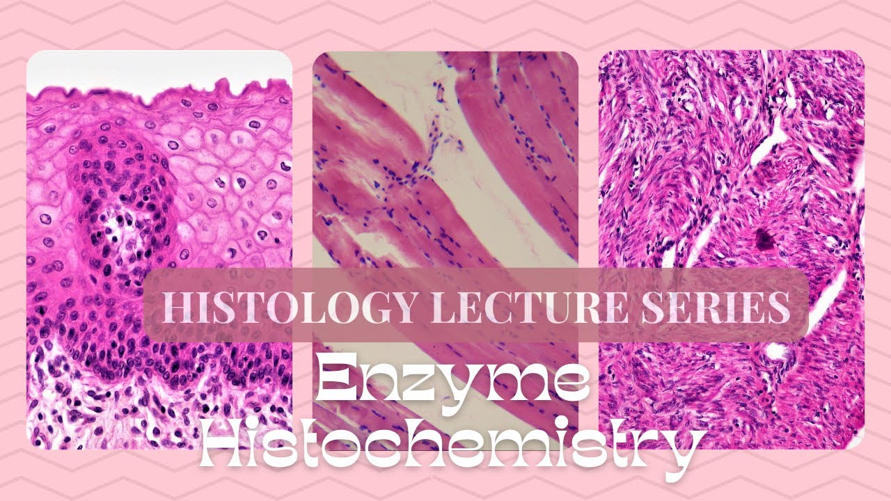 Enzyme Histochemistry-Histology Lecture Series