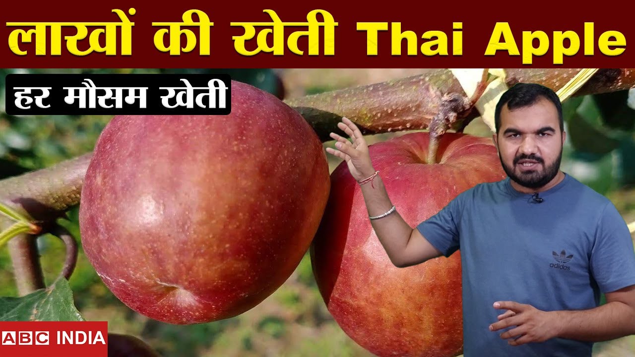 लाखों की खेती | Thai apple Farming | New technique agriculture | Thai apple ber | new agriculture