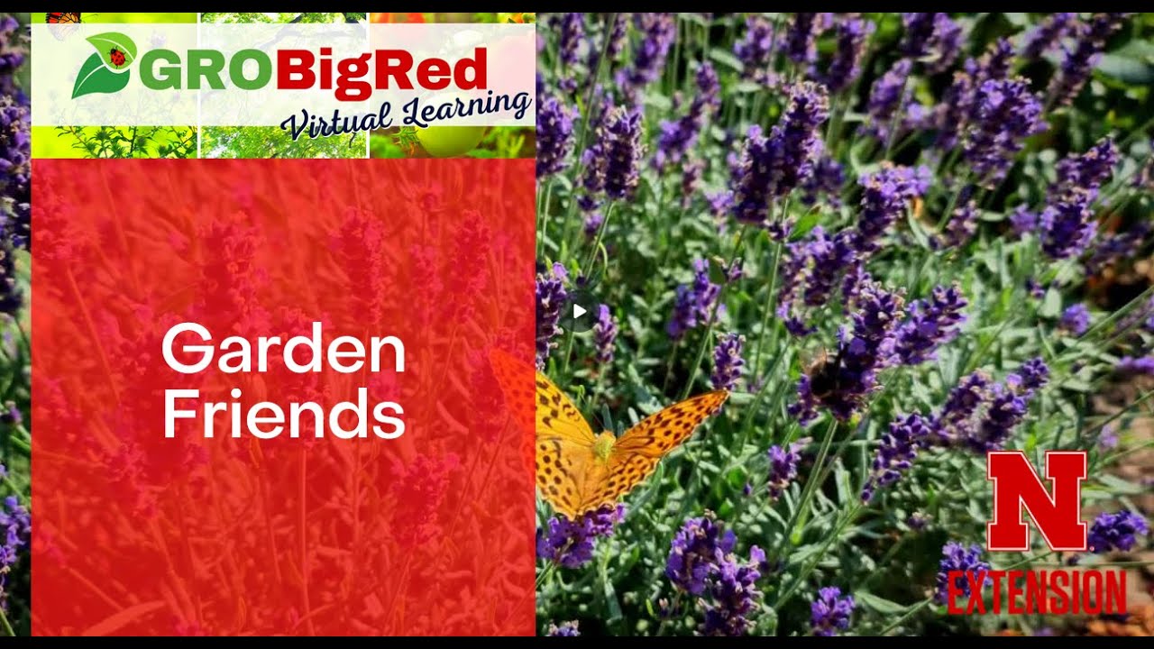 GroBigRed, Garden Friends, 6-11-25