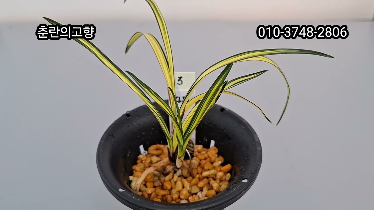 2월25일 (수) 한국춘란 명품 특종자목 반려식물 #명명품 #산채품 #엽예품 #화예품 #중투 #서호반 #산반중투 #영광 #신문 #태극선 