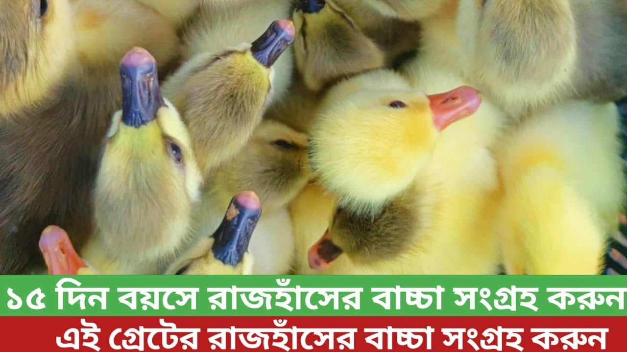 15 দিন বয়সের রাজহাঁসের বাচ্চা নিয়ে খামার# সাশ্রয়ী মূল্যে রাজহাঁসের বাচ্চা সংগ্রহ করুন#01799855107