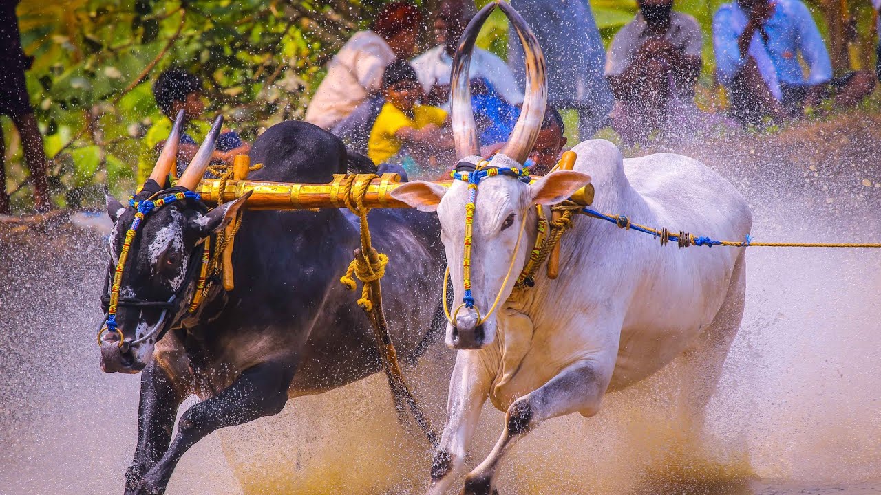 പ്രവാസി &സ്വദേശി കാളപൂട്ട്  ആവേശകരമായ രണ്ടാം റൗണ്ട്