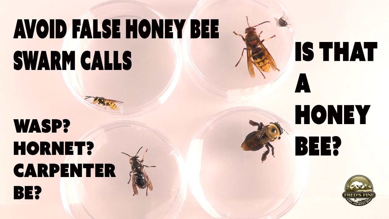Wasps Not Honey Bees See the Difference, Common Wasp and Bumble Bee species. Hornet?