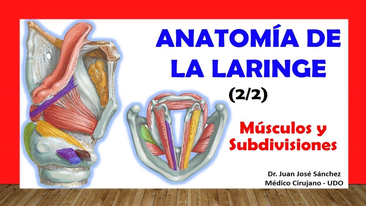🥇 ANATOM&Iacute;A DE LA LARINGE 2/2, (M&uacute;sculos, Subdivisiones). F&aacute;cil, R&aacute;pido y Sencillo