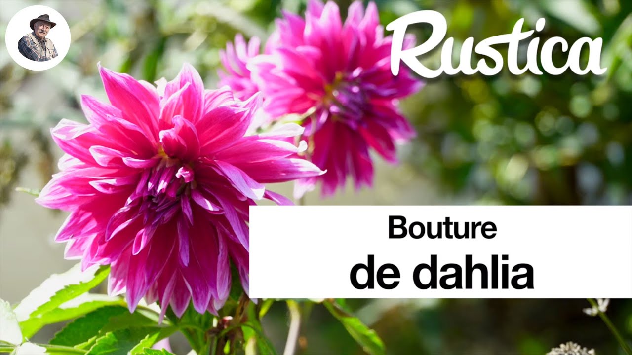 Bouturer un dahlia