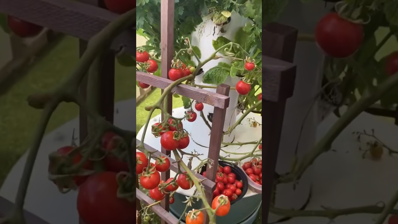 Sistema hidrop&oacute;nica vertical #hidroponia #agricultura #huertaorganica #huertaencasa #cultivoencasa