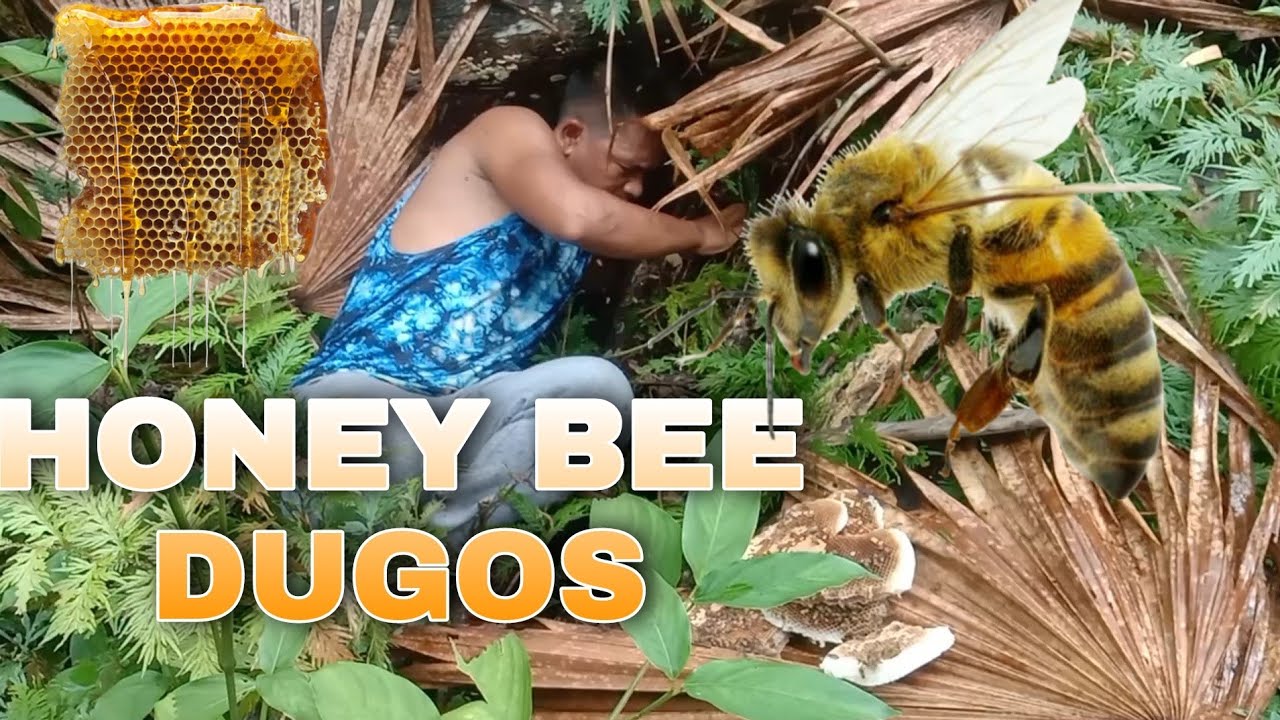 HARVESTING/HONEYBEE/DUGOS