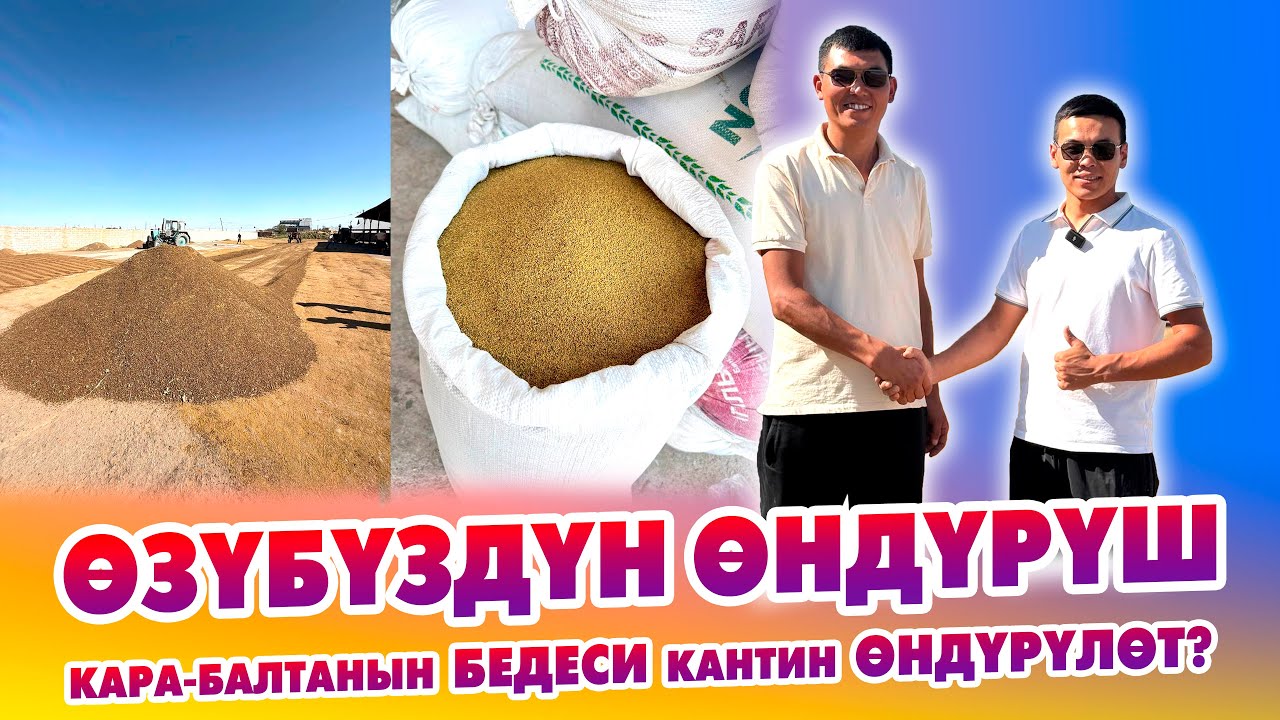 Дыйкандарга ЗОР жаңылык! БЕДЕ урук азыр АРЗАН сатылып жатат!