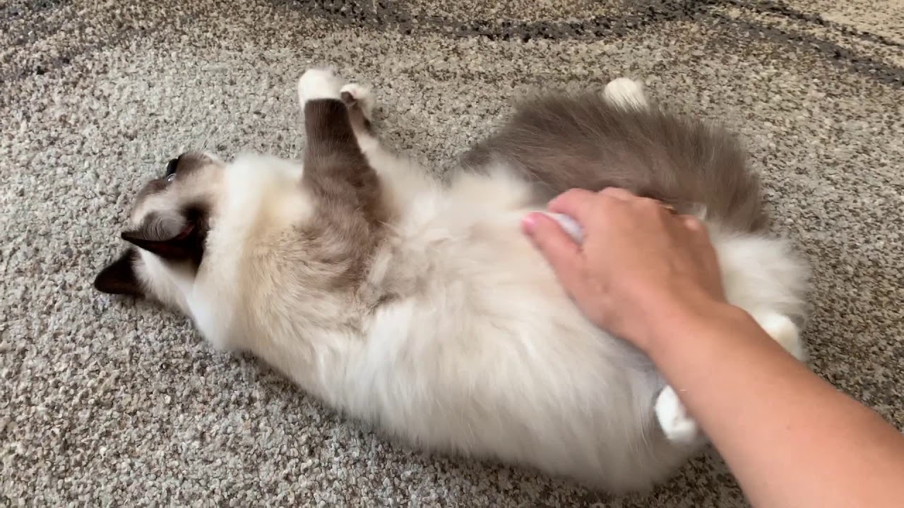 Ragdoll Seal mitted