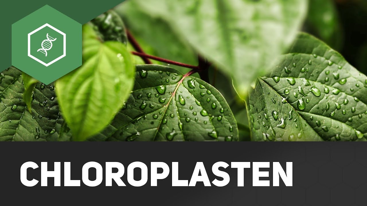 Chloroplasten - einfach erklärt