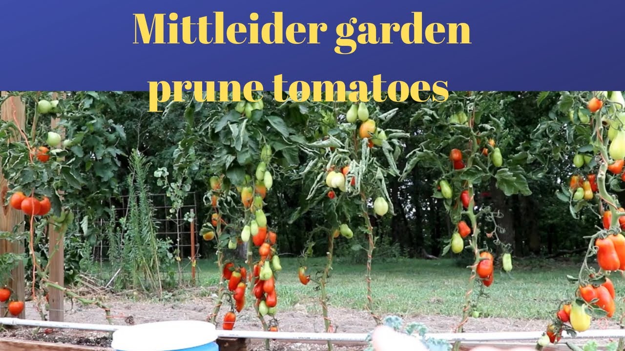 Mittleider Garden: pruning tomatoes grown vertically
