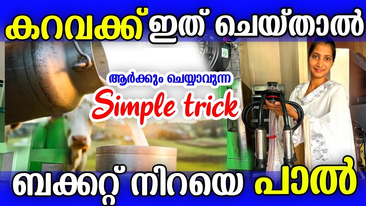 കറവ മെഷീൻ ഉപയോഗിച്ച് കറക്കുമ്പോൾ ഈ simple ട്രിക്ക് ചെയ്താൽ മതി ... ബക്കറ്റ് നിറയെ പാൽ കിട്ടും | cow