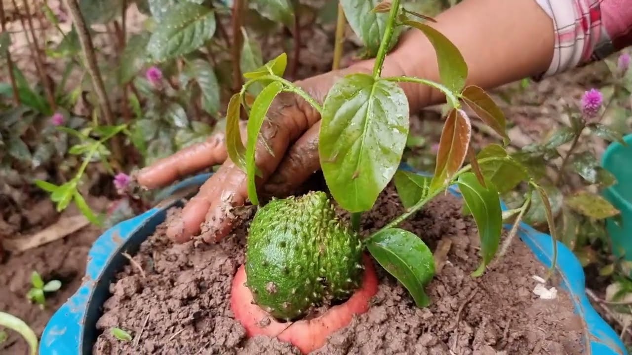 Grafting apples with soursop yields incredible results | How to grafting apple with soursop