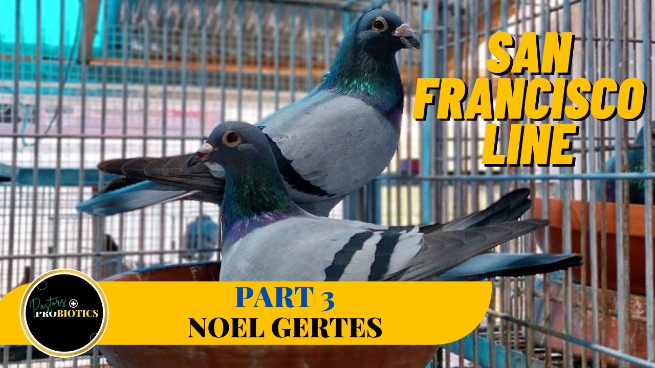 SF line, isa sa mga matibay na linyada ni sir Noel Gertes!