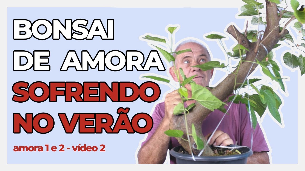 CUIDADOS AO FORMAR BONSAI DE AMORA | Amora Nº 1 e Nº2 | Vídeo 2