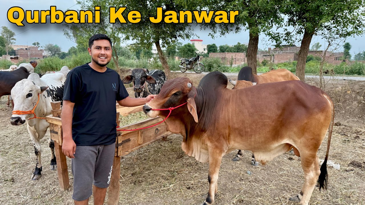 7 Qurbani Ke Janwar Khareed Liay 🥰 Allhumdulillah