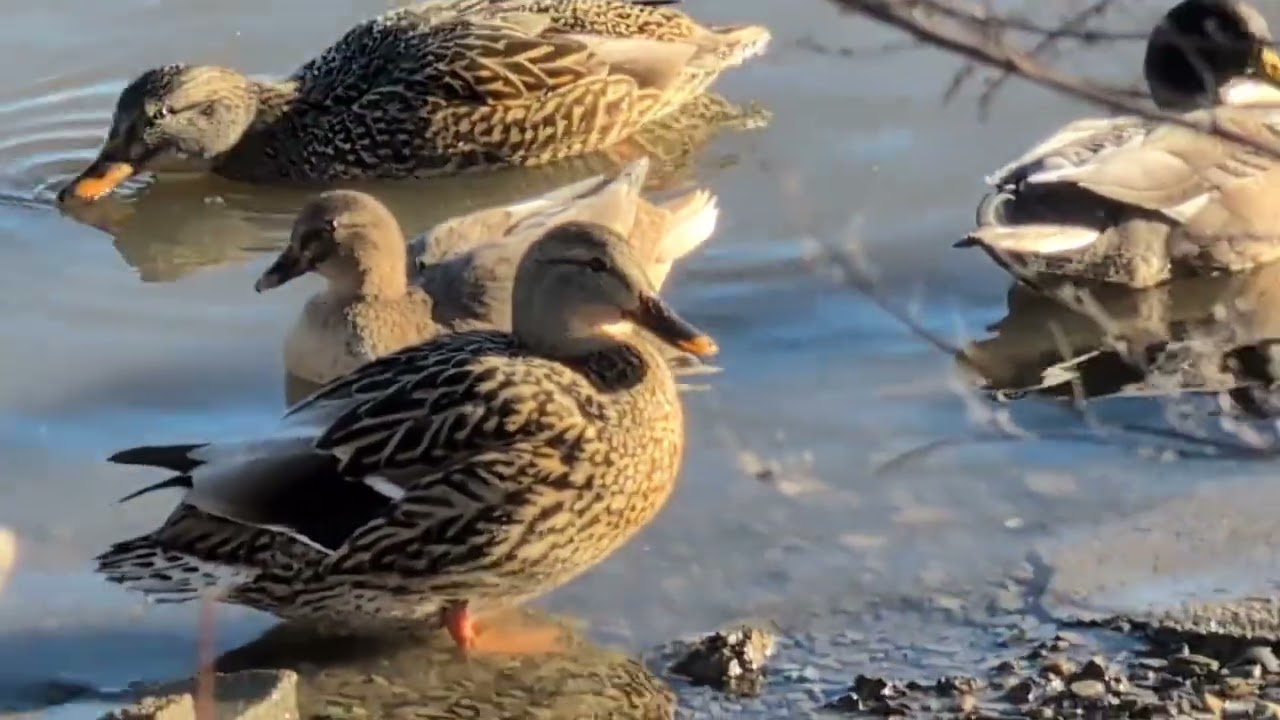 Waterfowl Along Riverbank.. #viral #ducks #waterfowl #foryou #trending #outdoors #wildlife #trending