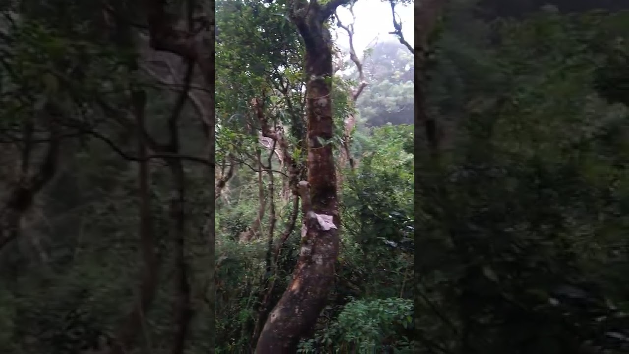 Velliangiri Temple 💚