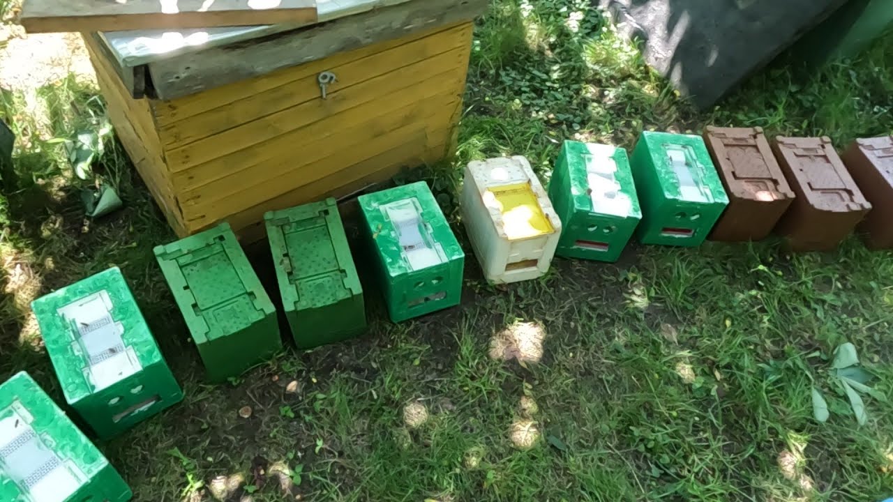 Zasiedlanie ulików weselnych