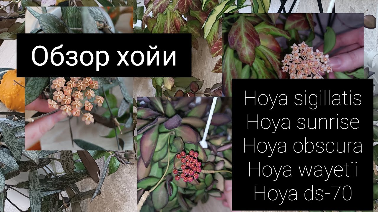 обзор хойи сигилатис, санрайз, обскура, вайети, тсанги