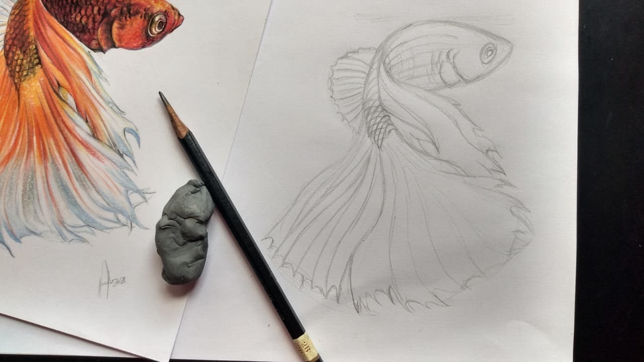 Como fazer esboço para desenho do peixe Betta