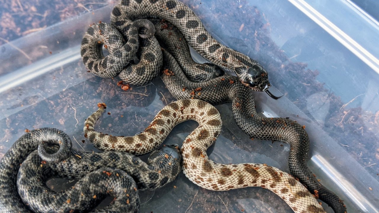 Baby Arctic Hognose Snakes Have Hatched (Part #2)