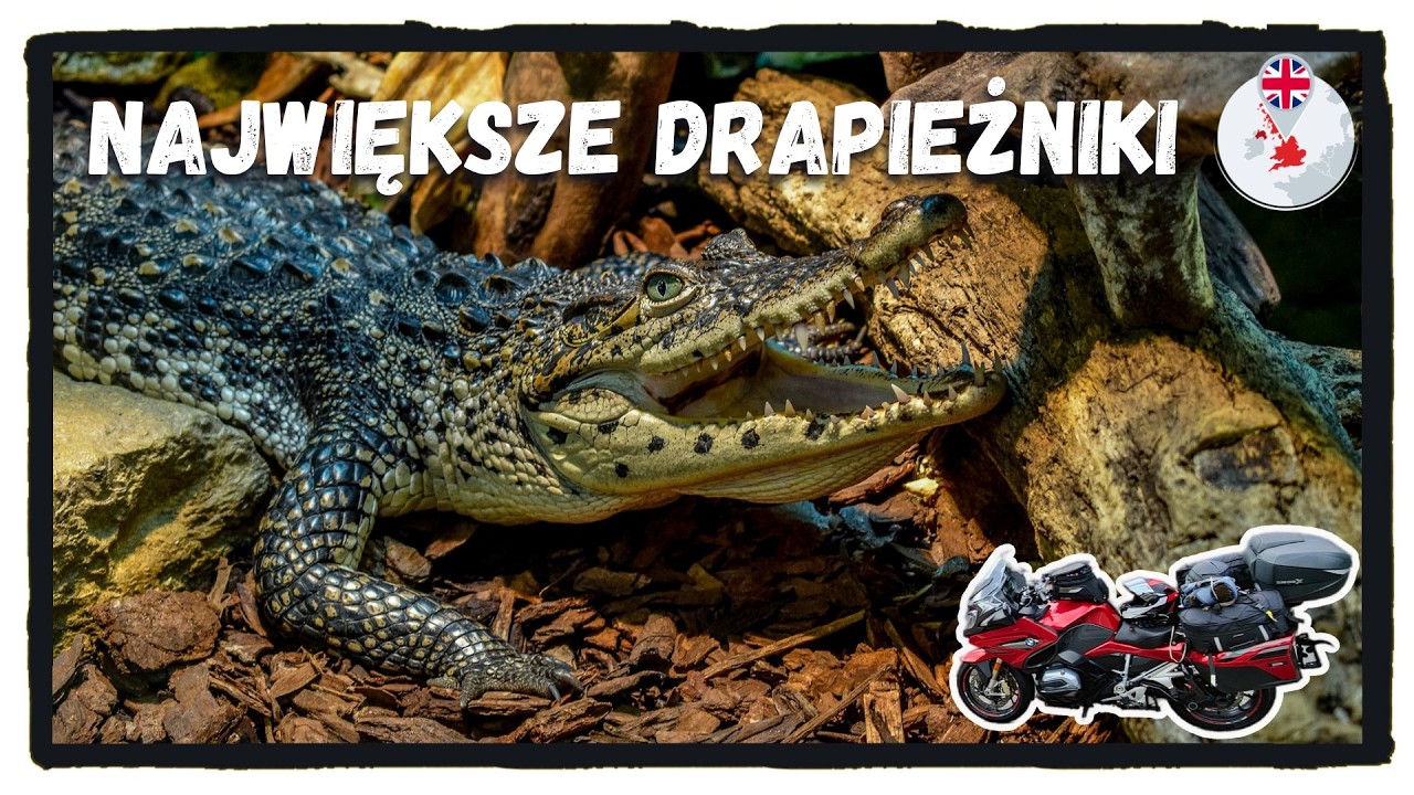 🐊 Crocodiles of the World - Poznaj królestwo gadów w Brize Norton 🏍
