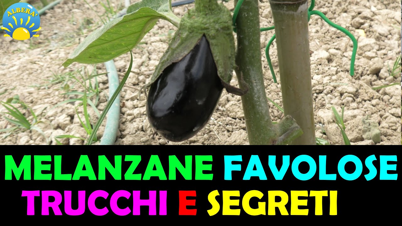 MELANZANE FAVOLOSE!! TUTORIAL TRUCCHI,SEGRETI E CONSIGLI PRATICI! (COLTIVARE MELANZANE)