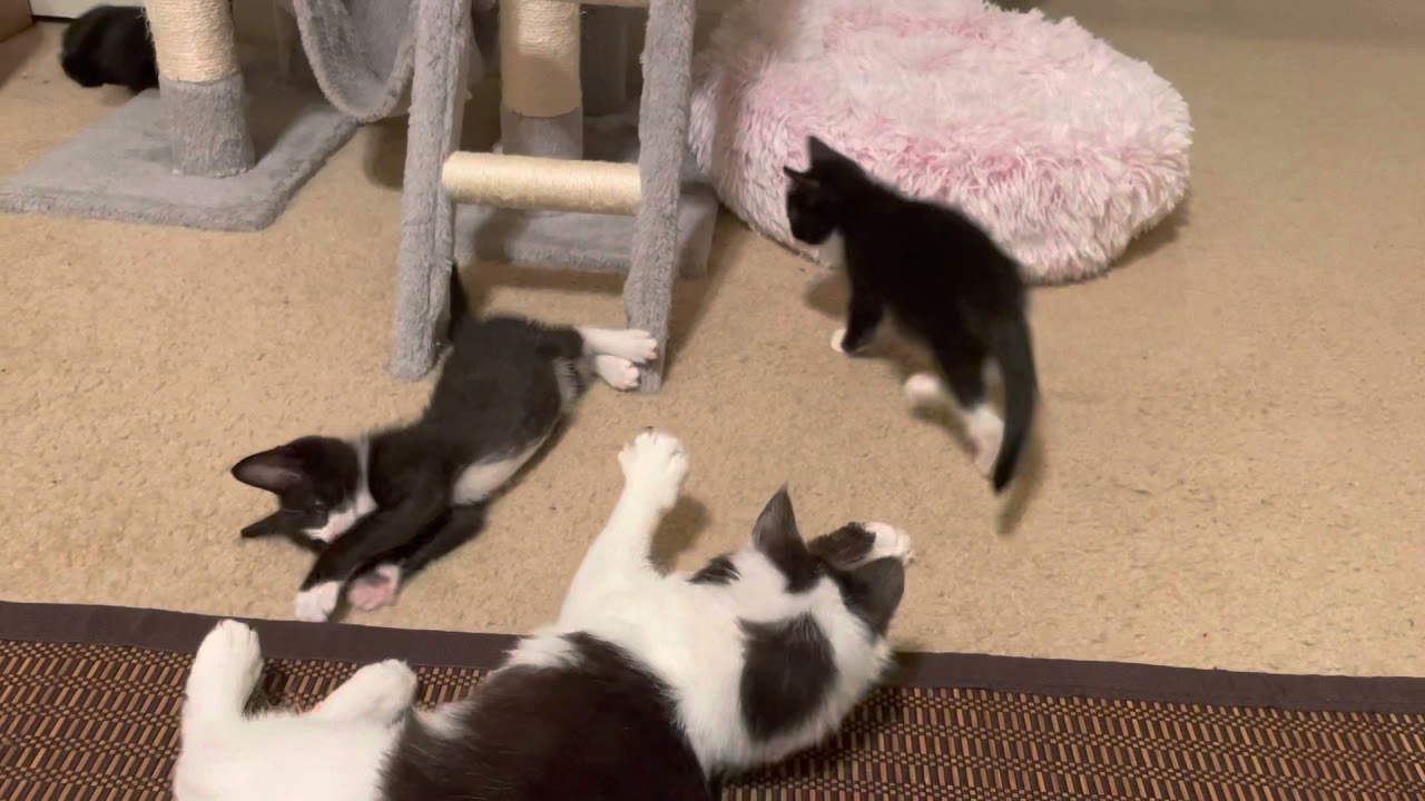 Phoebe the CH Kitty makes new CH kitten friends!