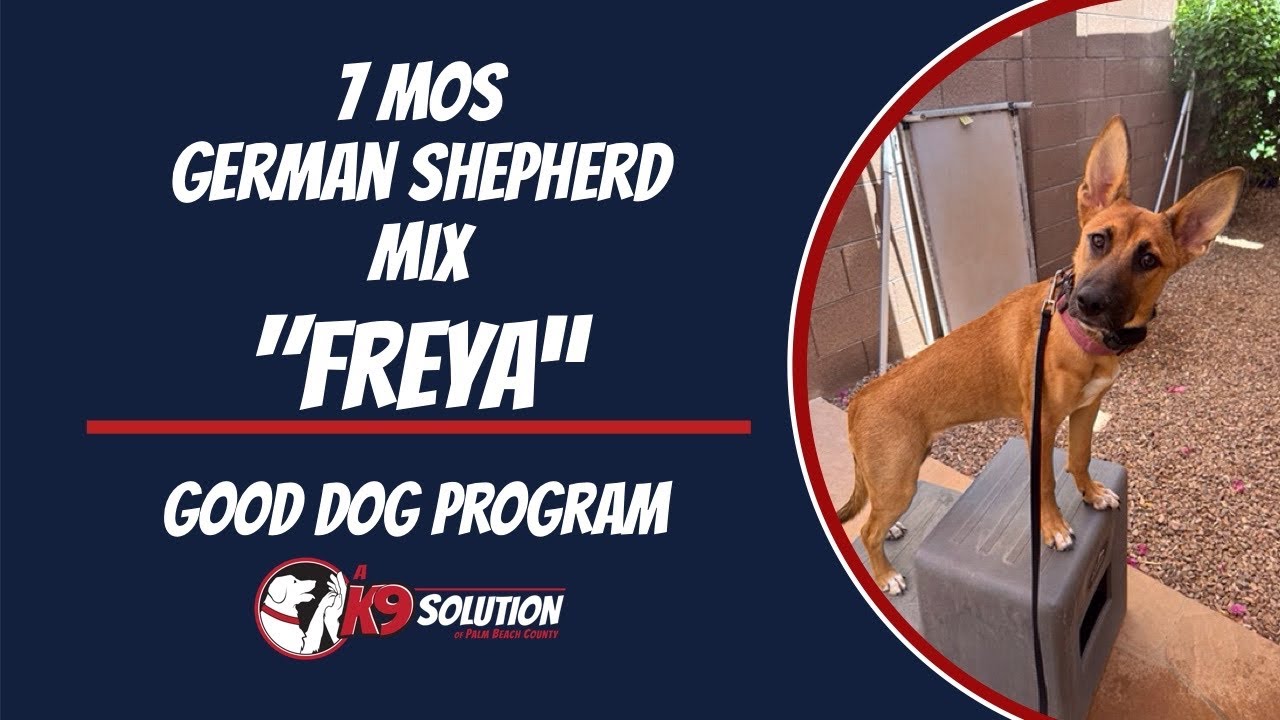 🐶Dog Trainers/Training South Florida & Arizona / German Shepherd Mix FREYA' 🦮