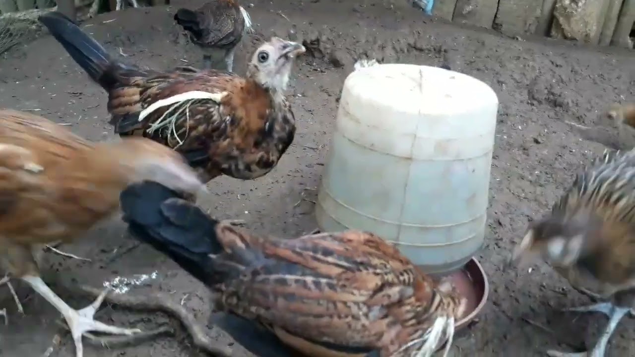 They are not really native chickens (how it supposed to feel)#neffex