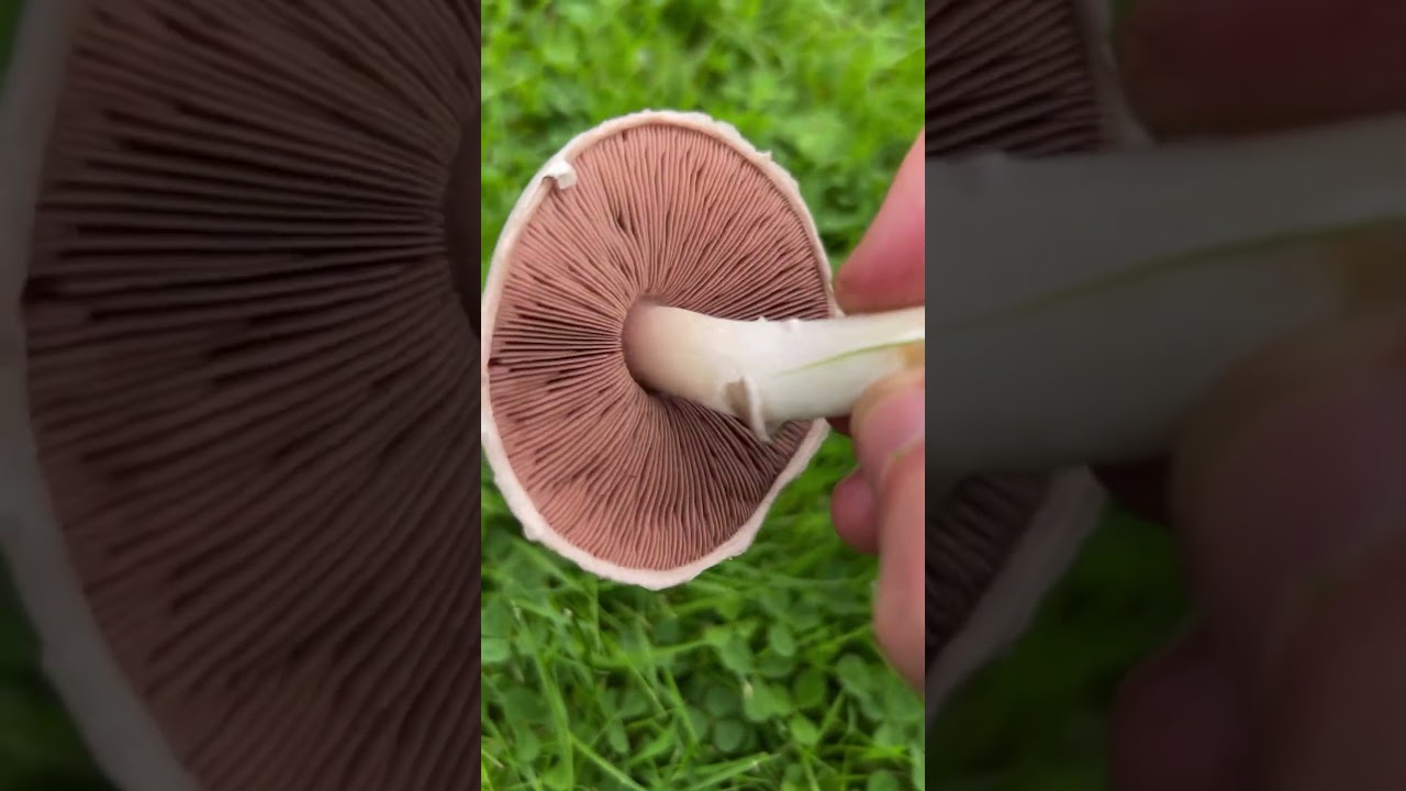 Identify the Field Mushroom 🍄&zwj;🟫 #wildfoodforaging #mushroom #foraging #fungi