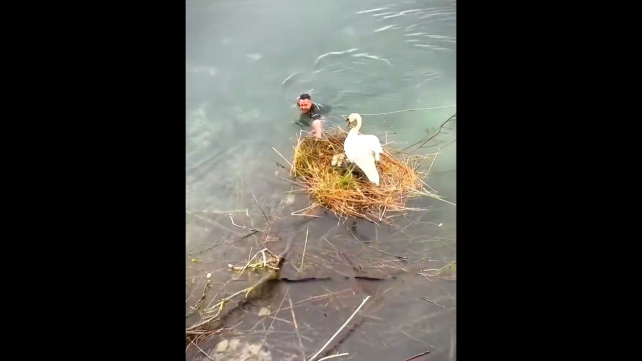 Man Saved a Swan's Nest 🦢🥚❤️
