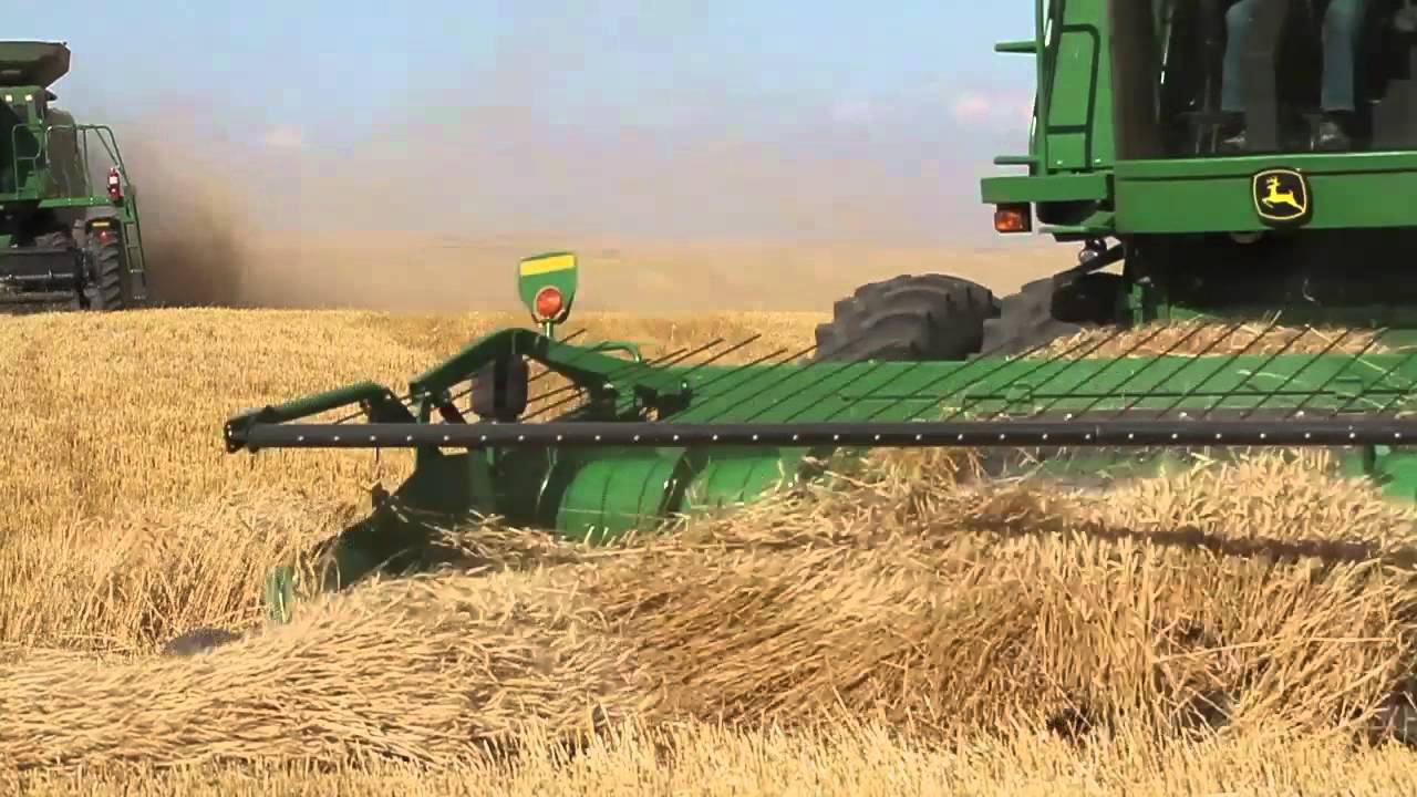 Grain Harvest in Alberta