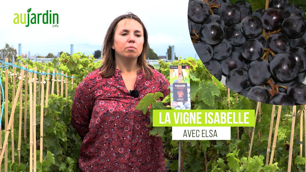 La VIGNE ISABELLE, un RAISIN FRAMBOISE au GOÛT TRÈS FRUITÉ - PLANTATION ET ENTRETIEN