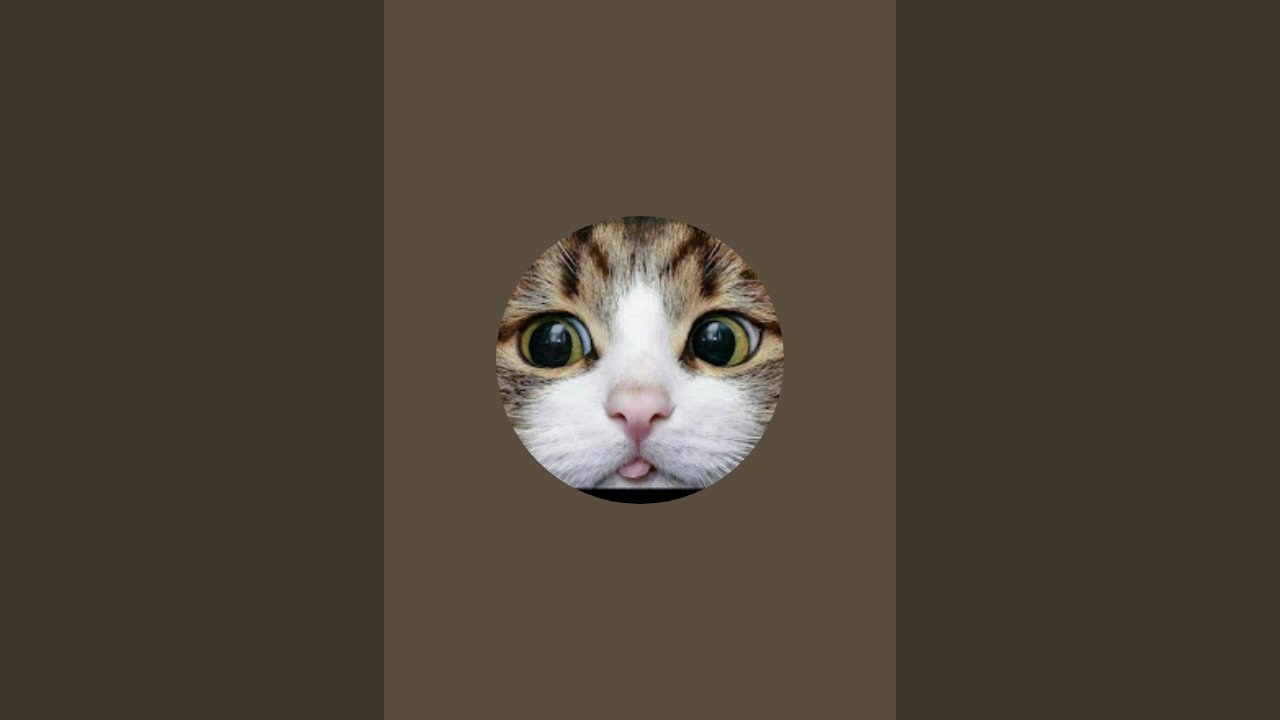 funny tom cat talking