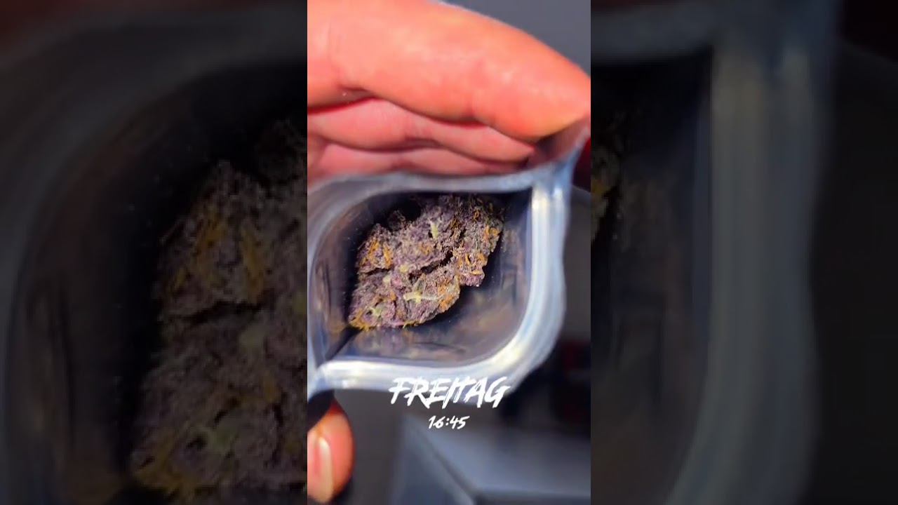 🍋🍒🍪 Lemon Cherry Cookies Auto by Fast Buds  #cannabiscontent #cannabisdaily #growerscommunity