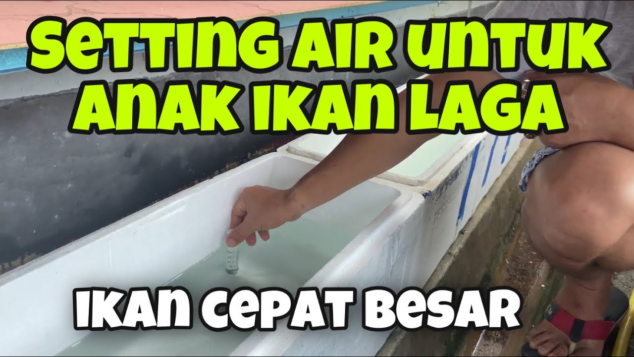 Setup bekas pembesaran anak ikan laga // wajib tahu!!!