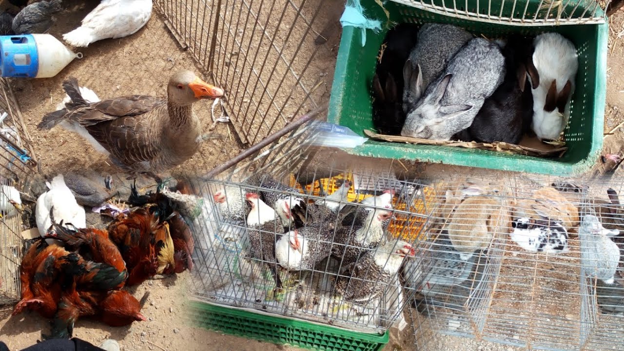 فاس بنسوده ✨🐦🐔🌛🦆🐤🕊️👍