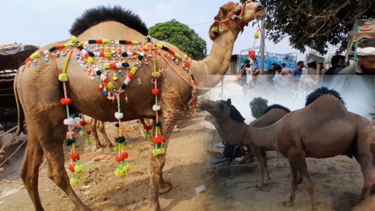 Lahore Camel mandi Update |qurbani 2025 ka mall | letast Update Camel #zkfarming #cow #qurbani #2025