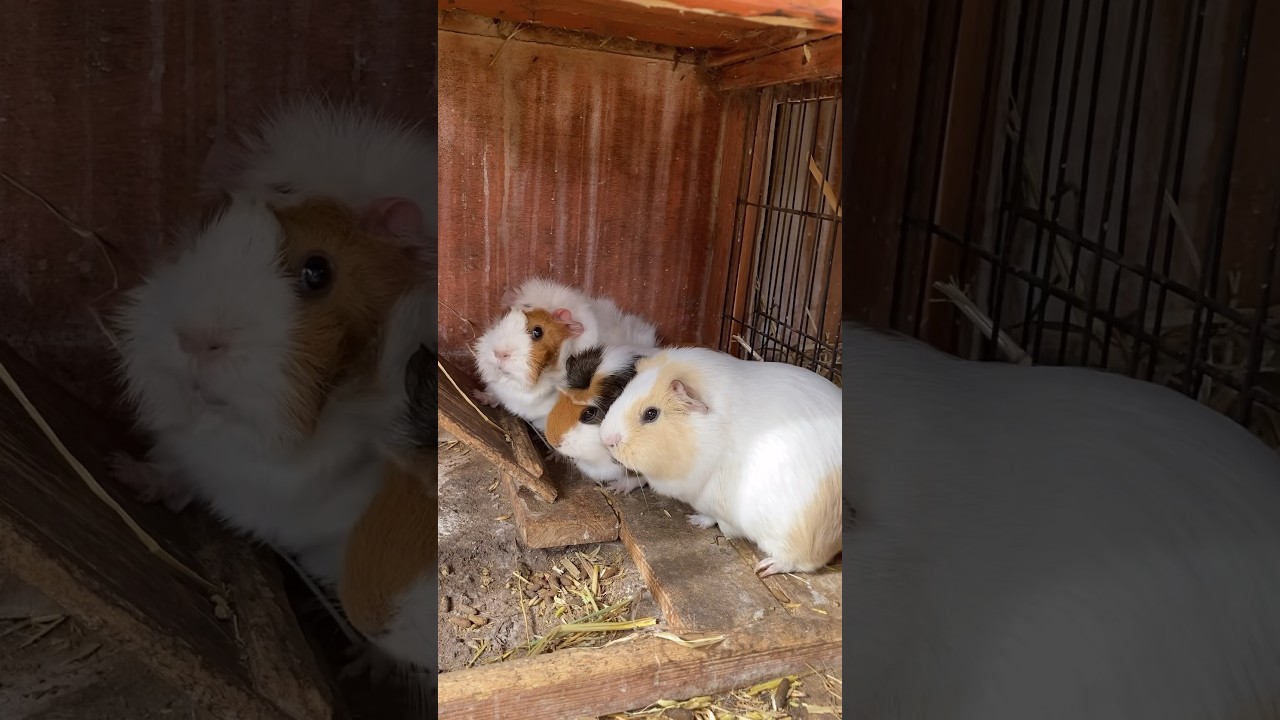 Cute Guinea pigs