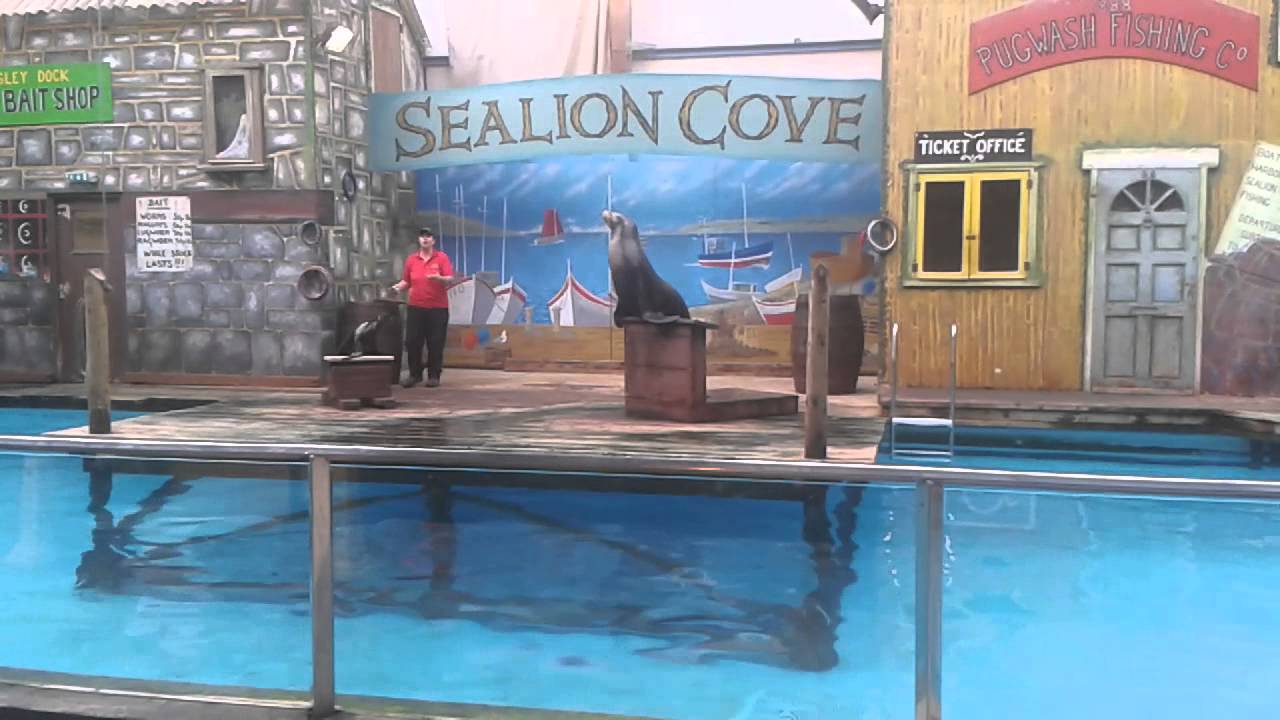 Knowsley sealion show