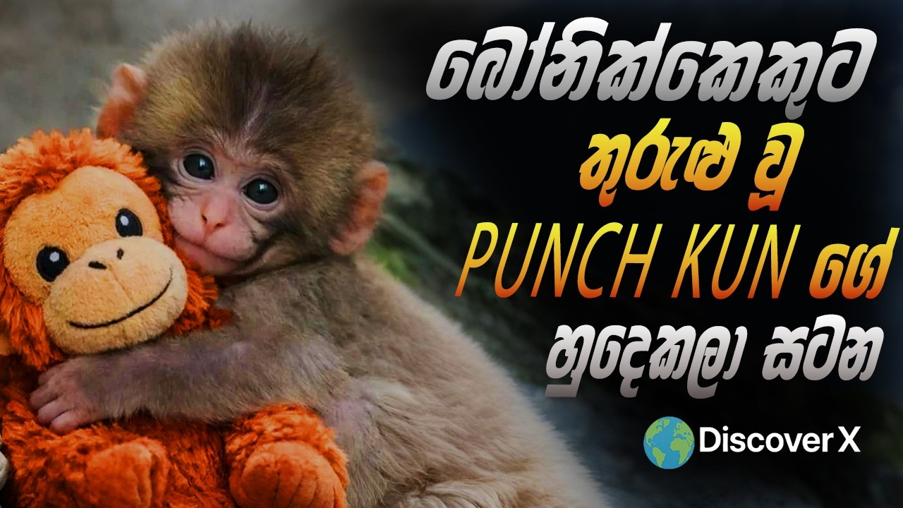 ලෝකයම කඳුළු ගැස්සූ Punch-kun 🐒 | Viral Baby Monkey Story Sinhala | DiscoverX