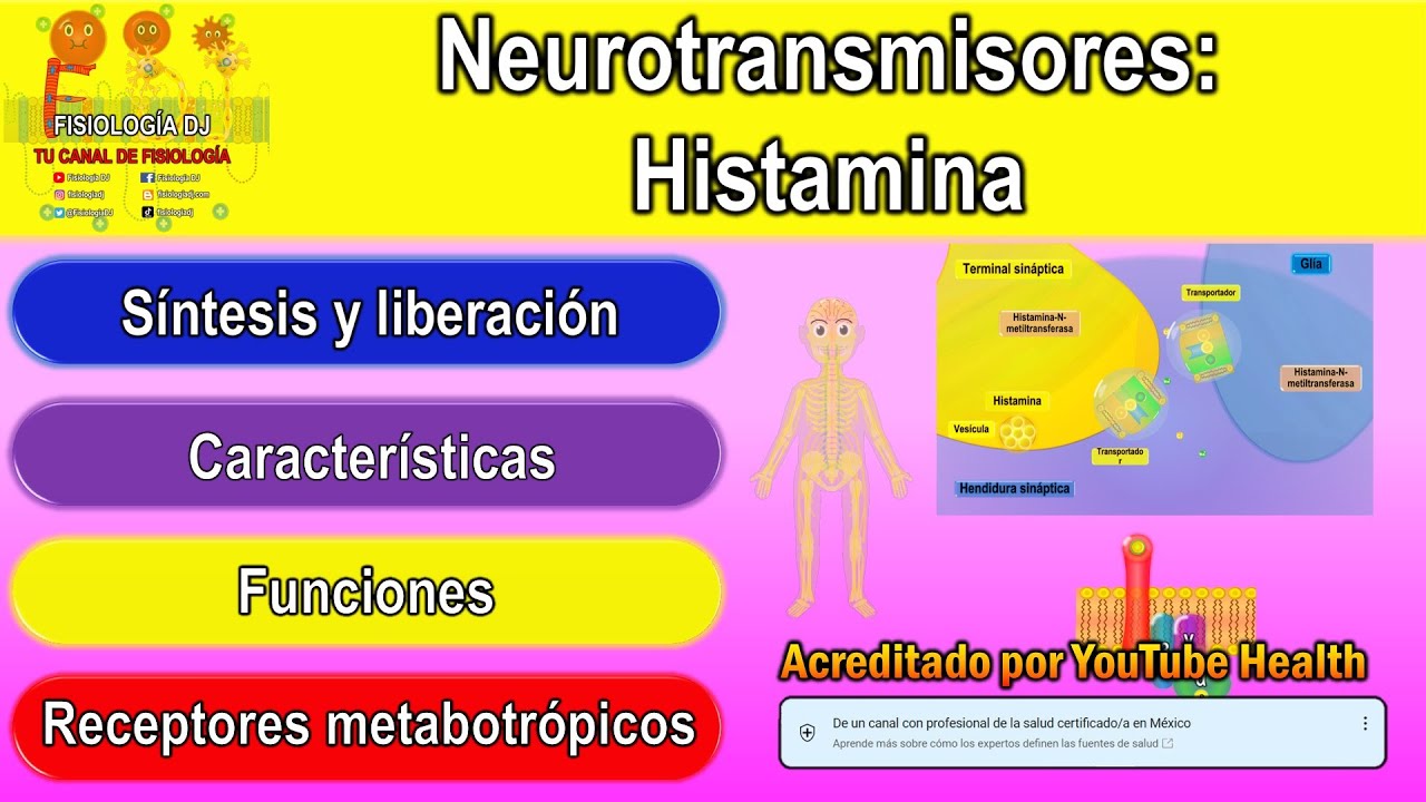 Neurotransmisores | Sistema nervioso central | Histamina | Histamina neurotransmisor