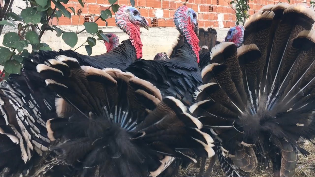 Dev Amerikan Bronz Hindi🦃giant american bronze turkey🦃